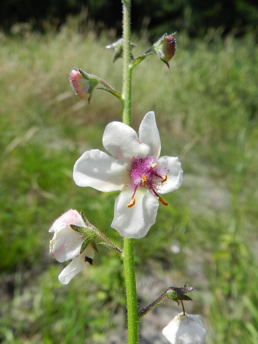 Verbascum blattaria, Moth Mullein